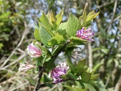 Wikstroemia monnula
