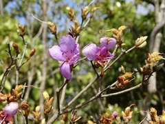 Rhododendron farrerae