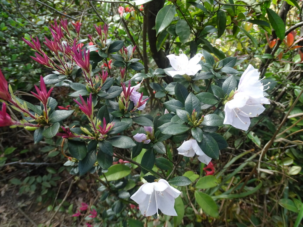 Rhododendron hongkongense; photograph Toby Y, CC BY, iNaturalist via GBIF