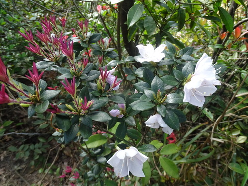 Hong Kong Azalea (Rhododendron hongkongense)