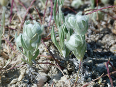 Bombycilaena discolor