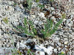 Astragalus stella