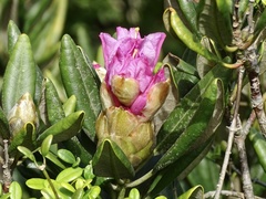 Rhododendron simiarum