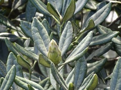 Rhododendron simiarum