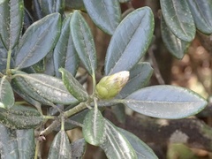 Rhododendron simiarum