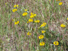 Hippocrepis scabra