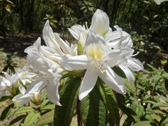 Rhododendron championiae