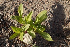 Magnoliopsida