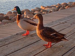 Anas platyrhynchos