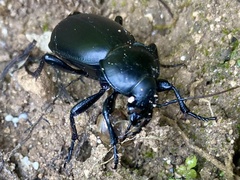 Carabus impressus
