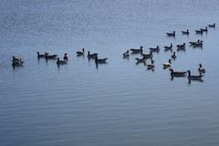 Branta leucopsis