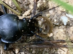 Carabus impressus