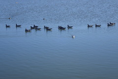 Branta leucopsis