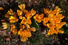 Crocus
