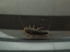 Ctenolepisma longicaudatum