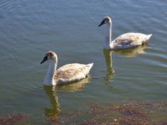 Cygnus olor