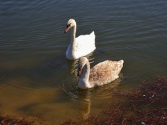 Cygnus olor