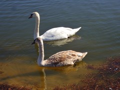 Cygnus olor