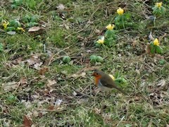 Erithacus rubecula