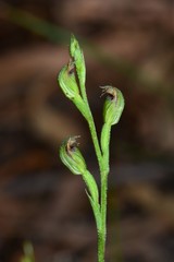 Pterostylis clivosa