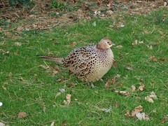 Phasianus colchicus