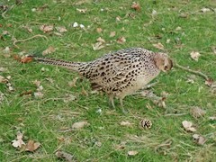 Phasianus colchicus