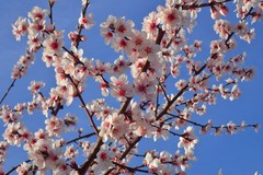 Prunus