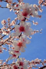 Prunus