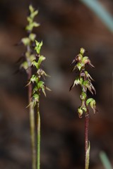 Genoplesium despectans