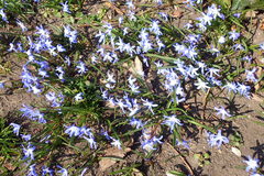 Scilla luciliae
