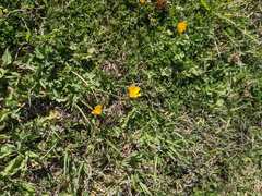 Ranunculus multifidus