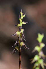 Genoplesium despectans