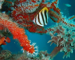 Parachaetodon ocellatus