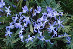 Scilla luciliae