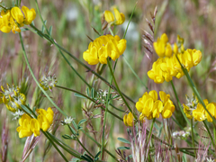 Hippocrepis scabra