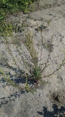 Chenopodium acuminatum