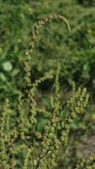 Chenopodium acuminatum