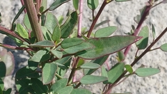 Chenopodium acuminatum