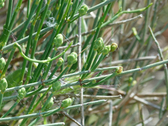 Ephedra major major