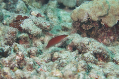 Pseudocheilinus evanidus