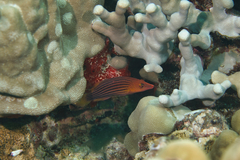 Pseudocheilinus octotaenia