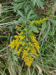 Solidago canadensis
