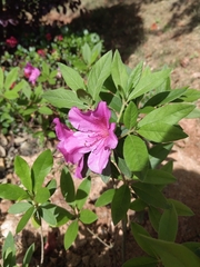 Rhododendron pulchrum phoeniceum
