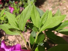 Rhododendron pulchrum phoeniceum
