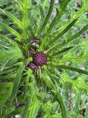 Cirsium arisanense