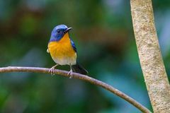 Cyornis whitei