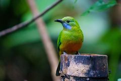 Orange-Bellied Leafbird photo 3