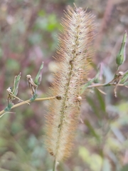 Setaria pumila