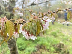 Prunus transarisanensis