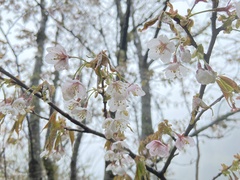 Prunus transarisanensis